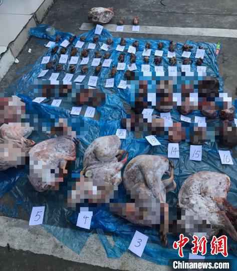  温州破获非法猎杀国家保护动物案 查获动物尸体61份