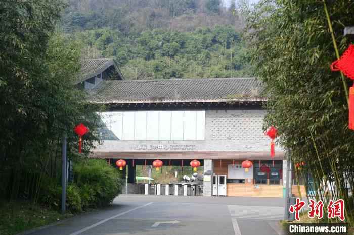  中国大熊猫保护研究中心：疫情对圈养大熊猫的繁育间接影响较大