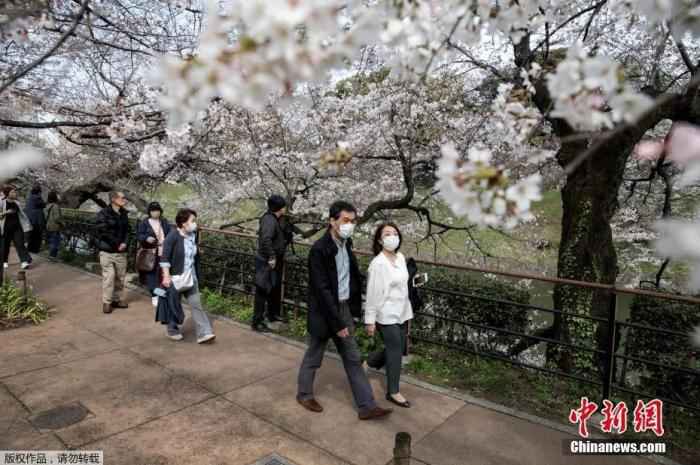 当地时间2020年3月22日,日本东京上野公园樱花绽放,吸引不少游人在樱花林间漫步、野餐。 日本华侨华人:从容应对,投桃报李!